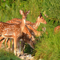 Chitwan Jungle Safari Tour