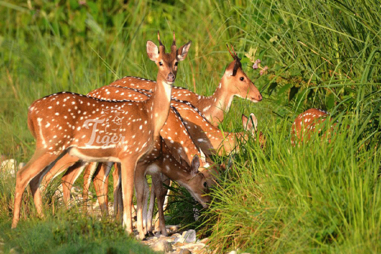 Chitwan Jungle Safari Tour