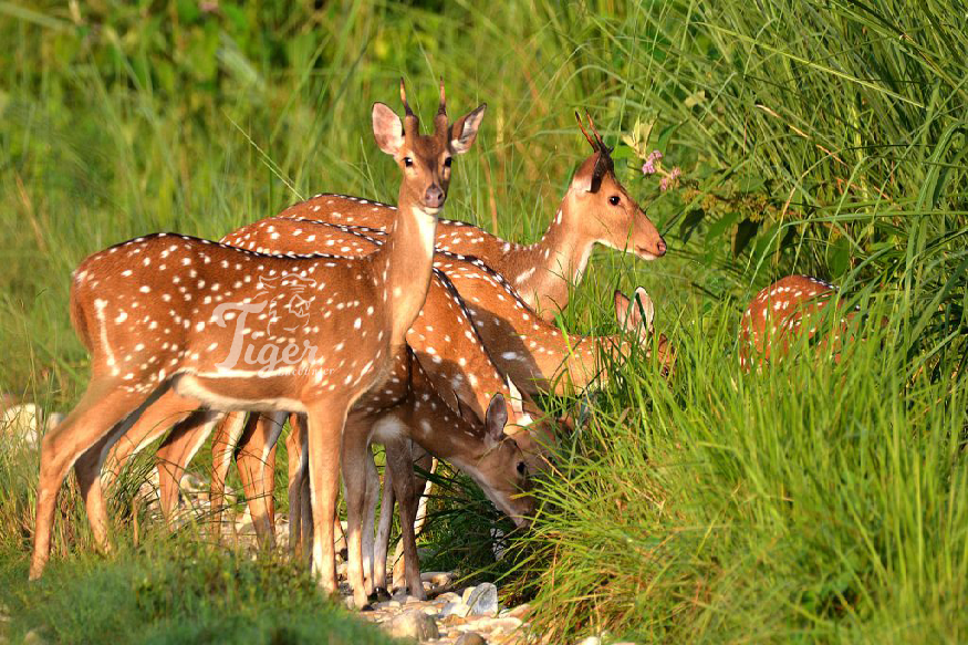 Chitwan Jungle Safari Tour