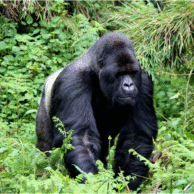 gorilla trekking in Uganda