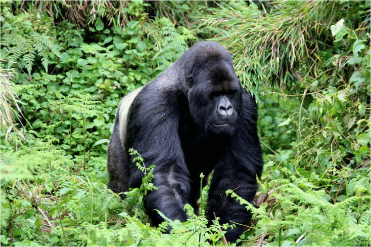 gorilla trekking in Uganda
